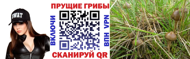 Купить закладки  Железноводск  Псилоцибиновые грибы Psilocybe 